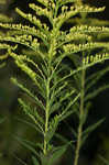 Canada goldenrod